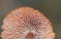 Mushroom - Laccaria sp. Habitat: Grassy area; growing under pine<br />
https://www.jungledragon.com/image/123582/mushroom_-_laccaria_sp.html<br />
https://www.jungledragon.com/image/123584/mushroom_-_laccaria_sp.html<br />
https://www.jungledragon.com/image/123583/mushroom_-_laccaria_sp.html Fall,Geotagged,United States,fungus,laccaria,mushroom