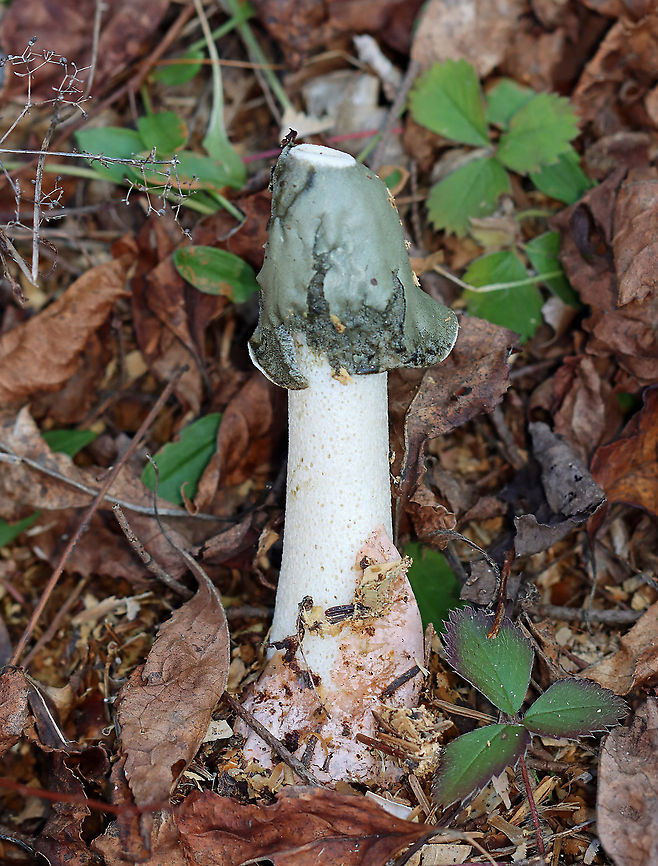 Ravenel's Stinkhorn - Phallus ravenelii Habitat: Growing in brush along the edge of a field Fall,Geotagged,Phallus,Phallus ravenelii,Ravenels stinkhorn,United States,fungus,mushroom,stinkhorn