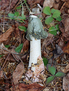 Ravenel's Stinkhorn - Phallus ravenelii Habitat: Growing in brush along the edge of a field Fall,Geotagged,Phallus,Phallus ravenelii,Ravenels stinkhorn,United States,fungus,mushroom,stinkhorn