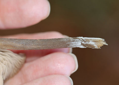 Mushroom - Entoloma sp. Habitat: Growing under pine in a meadow
https://www.jungledragon.com/image/123608/mushroom_-_agaricales.html
https://www.jungledragon.com/image/123611/mushroom_-_agaricales.html
https://www.jungledragon.com/image/123610/mushroom_gills_with_flash_-_agaricales.html
https://www.jungledragon.com/image/123609/mushroom_gills_without_flash_-_agaricales.html Fall,Geotagged,United States,fungus,mushroom