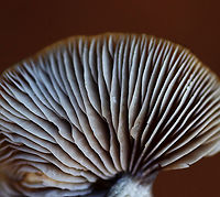 Mushroom - Entoloma sp. (Gills without Flash) I took this photo a year ago, and I don't know what I did to make the non-flashed photo end up looking so drastically different from the photo in which I used a flash. <br />
<br />
Nolanea sp.?<br />
<br />
Habitat: Growing under pine in a meadow<br />
https://www.jungledragon.com/image/123608/mushroom_-_agaricales.html<br />
https://www.jungledragon.com/image/123611/mushroom_-_agaricales.html<br />
https://www.jungledragon.com/image/123610/mushroom_gills_with_flash_-_agaricales.html<br />
https://www.jungledragon.com/image/123609/mushroom_gills_without_flash_-_agaricales.html Fall,Geotagged,United States