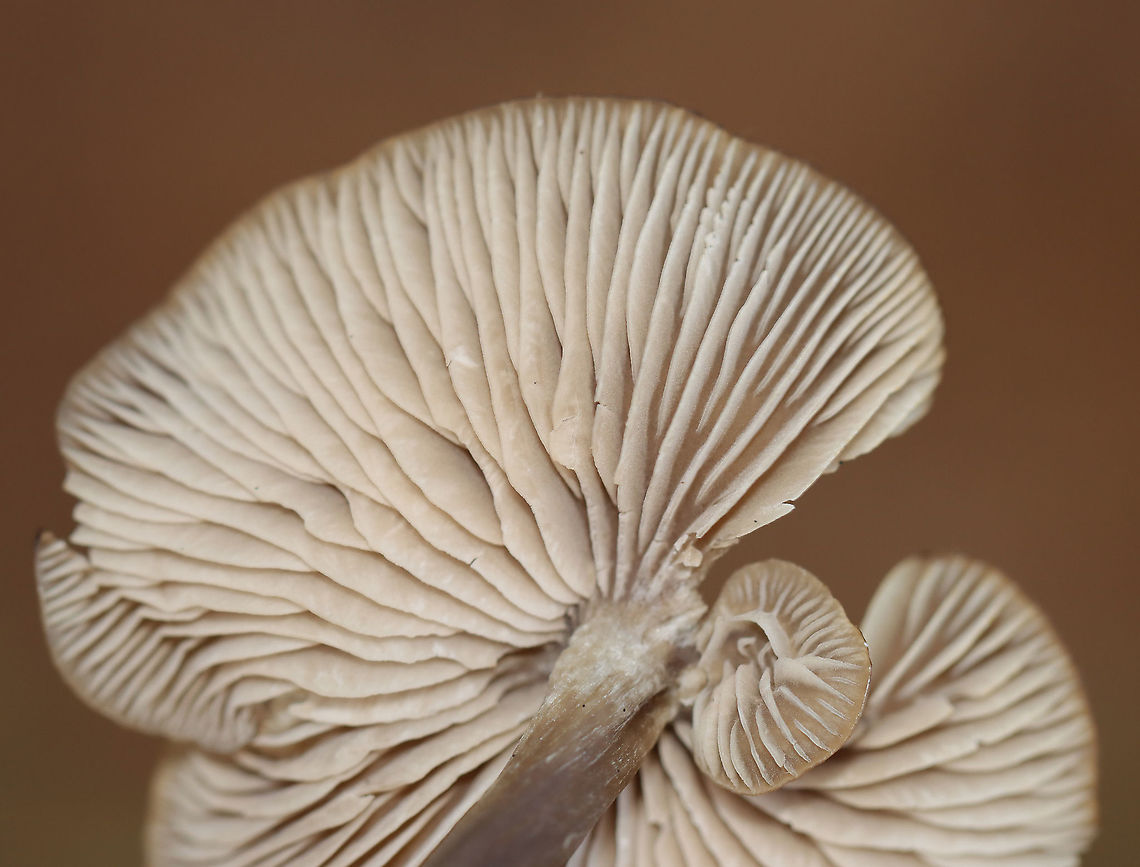 Mushroom - Entoloma sp. (Gills with Flash) Habitat: Growing under pine in a meadow<br />
<figure class="photo"><a href="https://www.jungledragon.com/image/123608/mushroom_-_entoloma_sp.html" title="Mushroom - Entoloma sp."><img src="https://s3.amazonaws.com/media.jungledragon.com/images/3232/123608_thumb.jpg?AWSAccessKeyId=05GMT0V3GWVNE7GGM1R2&Expires=1759968010&Signature=izkBc2N28JwO%2FgbI09nD%2FgRDHFw%3D" width="200" height="144" alt="Mushroom - Entoloma sp. Habitat: Growing under pine in a meadow<br />
https://www.jungledragon.com/image/123608/mushroom_-_agaricales.html<br />
https://www.jungledragon.com/image/123611/mushroom_-_agaricales.html<br />
https://www.jungledragon.com/image/123610/mushroom_gills_with_flash_-_agaricales.html<br />
https://www.jungledragon.com/image/123609/mushroom_gills_without_flash_-_agaricales.html Fall,Geotagged,United States,fungus,mushroom" /></a></figure><br />
<figure class="photo"><a href="https://www.jungledragon.com/image/123611/mushroom_-_entoloma_sp.html" title="Mushroom - Entoloma sp."><img src="https://s3.amazonaws.com/media.jungledragon.com/images/3232/123611_thumb.jpg?AWSAccessKeyId=05GMT0V3GWVNE7GGM1R2&Expires=1759968010&Signature=19mCZfRD82ZkqN4wDIbO8e7BHXI%3D" width="200" height="152" alt="Mushroom - Entoloma sp. Habitat: Growing under pine in a meadow<br />
https://www.jungledragon.com/image/123608/mushroom_-_agaricales.html<br />
https://www.jungledragon.com/image/123611/mushroom_-_agaricales.html<br />
https://www.jungledragon.com/image/123610/mushroom_gills_with_flash_-_agaricales.html<br />
https://www.jungledragon.com/image/123609/mushroom_gills_without_flash_-_agaricales.html Fall,Geotagged,United States,entoloma" /></a></figure><br />
<figure class="photo"><a href="https://www.jungledragon.com/image/123610/mushroom_-_entoloma_sp._gills_with_flash.html" title="Mushroom - Entoloma sp. (Gills with Flash)"><img src="https://s3.amazonaws.com/media.jungledragon.com/images/3232/123610_thumb.jpg?AWSAccessKeyId=05GMT0V3GWVNE7GGM1R2&Expires=1759968010&Signature=FirK2pdmg4M2v2H4dZ6swfssmr8%3D" width="200" height="154" alt="Mushroom - Entoloma sp. (Gills with Flash) Habitat: Growing under pine in a meadow<br />
https://www.jungledragon.com/image/123608/mushroom_-_agaricales.html<br />
https://www.jungledragon.com/image/123611/mushroom_-_agaricales.html<br />
https://www.jungledragon.com/image/123610/mushroom_gills_with_flash_-_agaricales.html<br />
https://www.jungledragon.com/image/123609/mushroom_gills_without_flash_-_agaricales.html Fall,Geotagged,United States" /></a></figure><br />
<figure class="photo"><a href="https://www.jungledragon.com/image/123609/mushroom_-_entoloma_sp._gills_without_flash.html" title="Mushroom - Entoloma sp. (Gills without Flash)"><img src="https://s3.amazonaws.com/media.jungledragon.com/images/3232/123609_thumb.jpg?AWSAccessKeyId=05GMT0V3GWVNE7GGM1R2&Expires=1759968010&Signature=yxRYzGMXD5KIxJYiq7e7fPNgX%2Bg%3D" width="200" height="180" alt="Mushroom - Entoloma sp. (Gills without Flash) I took this photo a year ago, and I don&#039;t know what I did to make the non-flashed photo end up looking so drastically different from the photo in which I used a flash. <br />
<br />
Nolanea sp.?<br />
<br />
Habitat: Growing under pine in a meadow<br />
https://www.jungledragon.com/image/123608/mushroom_-_agaricales.html<br />
https://www.jungledragon.com/image/123611/mushroom_-_agaricales.html<br />
https://www.jungledragon.com/image/123610/mushroom_gills_with_flash_-_agaricales.html<br />
https://www.jungledragon.com/image/123609/mushroom_gills_without_flash_-_agaricales.html Fall,Geotagged,United States" /></a></figure> Fall,Geotagged,United States