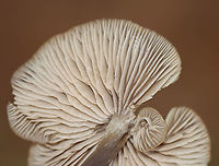Mushroom - Entoloma sp. (Gills with Flash) Habitat: Growing under pine in a meadow<br />
https://www.jungledragon.com/image/123608/mushroom_-_agaricales.html<br />
https://www.jungledragon.com/image/123611/mushroom_-_agaricales.html<br />
https://www.jungledragon.com/image/123610/mushroom_gills_with_flash_-_agaricales.html<br />
https://www.jungledragon.com/image/123609/mushroom_gills_without_flash_-_agaricales.html Fall,Geotagged,United States
