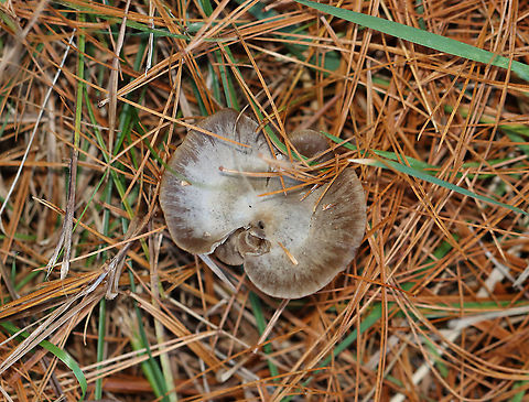 Mushroom - Entoloma sp. Habitat: Growing under pine in a meadow
https://www.jungledragon.com/image/123608/mushroom_-_agaricales.html
https://www.jungledragon.com/image/123611/mushroom_-_agaricales.html
https://www.jungledragon.com/image/123610/mushroom_gills_with_flash_-_agaricales.html
https://www.jungledragon.com/image/123609/mushroom_gills_without_flash_-_agaricales.html Fall,Geotagged,United States,entoloma