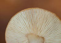 Mushroom - Family Omphalotaceae, Rhodocollybia sp.? Habitat: Growing under pine in a field<br />
https://www.jungledragon.com/image/123612/mushroom_-_family_omphalotaceae_rhodocollybia_sp.html<br />
https://www.jungledragon.com/image/123614/mushroom_-_family_omphalotaceae_rhodocollybia_sp.html<br />
https://www.jungledragon.com/image/123613/mushroom_-_family_omphalotaceae_rhodocollybia_sp.html Fall,Geotagged,United States