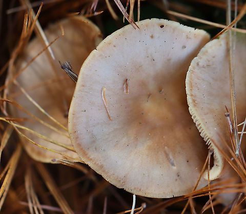 Mushroom - Family Omphalotaceae, Rhodocollybia sp.? Habitat: Growing under pine in a field
https://www.jungledragon.com/image/123612/mushroom_-_family_omphalotaceae_rhodocollybia_sp.html
https://www.jungledragon.com/image/123614/mushroom_-_family_omphalotaceae_rhodocollybia_sp.html
https://www.jungledragon.com/image/123613/mushroom_-_family_omphalotaceae_rhodocollybia_sp.html Fall,Geotagged,United States