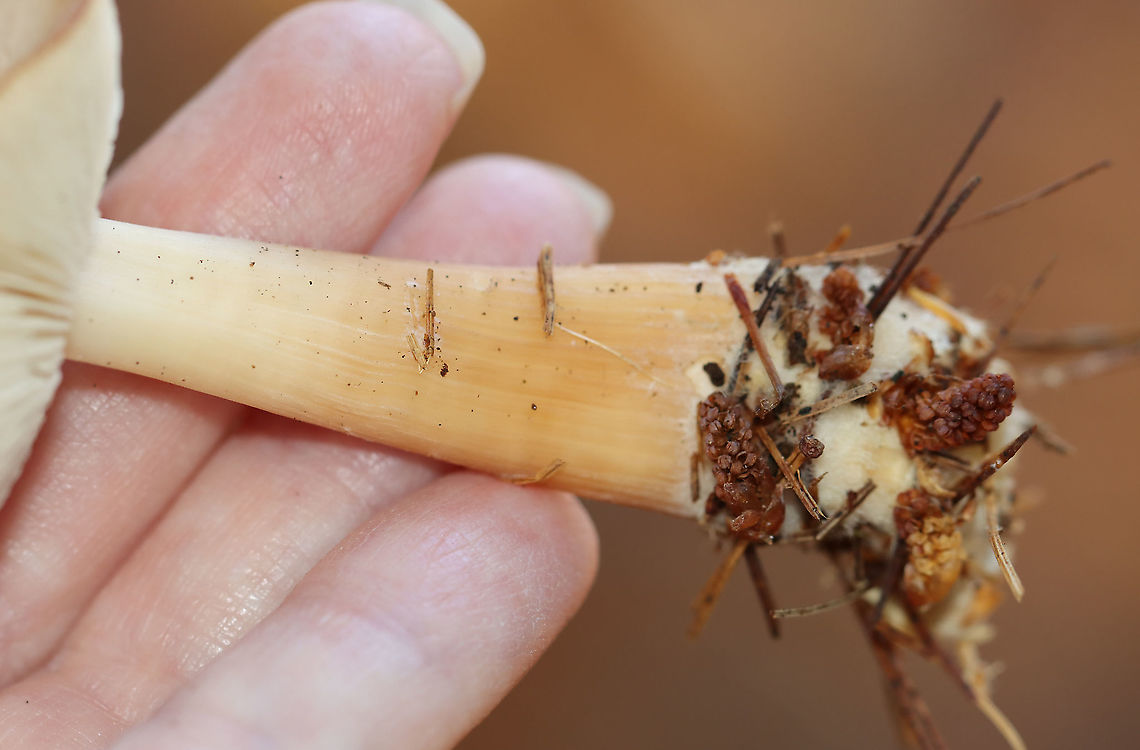 Mushroom - Family Omphalotaceae, Rhodocollybia sp.? Habitat: Growing under pine in a field<br />
<figure class="photo"><a href="https://www.jungledragon.com/image/123612/mushroom_-_family_omphalotaceae_rhodocollybia_sp.html" title="Mushroom - Family Omphalotaceae, Rhodocollybia sp.?"><img src="https://s3.amazonaws.com/media.jungledragon.com/images/3232/123612_thumb.jpg?AWSAccessKeyId=05GMT0V3GWVNE7GGM1R2&Expires=1769040010&Signature=vFIh4MB1l9uUjHH6ihK3OnkRyzM%3D" width="200" height="144" alt="Mushroom - Family Omphalotaceae, Rhodocollybia sp.? Habitat: Growing under pine in a field<br />
https://www.jungledragon.com/image/123612/mushroom_-_family_omphalotaceae_rhodocollybia_sp.html<br />
https://www.jungledragon.com/image/123614/mushroom_-_family_omphalotaceae_rhodocollybia_sp.html<br />
https://www.jungledragon.com/image/123613/mushroom_-_family_omphalotaceae_rhodocollybia_sp.html Fall,Geotagged,United States" /></a></figure><br />
<figure class="photo"><a href="https://www.jungledragon.com/image/123614/mushroom_-_family_omphalotaceae_rhodocollybia_sp.html" title="Mushroom - Family Omphalotaceae, Rhodocollybia sp.?"><img src="https://s3.amazonaws.com/media.jungledragon.com/images/3232/123614_thumb.jpg?AWSAccessKeyId=05GMT0V3GWVNE7GGM1R2&Expires=1769040010&Signature=OZ2oJbwjB3PCwfic6g2RVPo9H9s%3D" width="200" height="132" alt="Mushroom - Family Omphalotaceae, Rhodocollybia sp.? Habitat: Growing under pine in a field<br />
https://www.jungledragon.com/image/123612/mushroom_-_family_omphalotaceae_rhodocollybia_sp.html<br />
https://www.jungledragon.com/image/123614/mushroom_-_family_omphalotaceae_rhodocollybia_sp.html<br />
https://www.jungledragon.com/image/123613/mushroom_-_family_omphalotaceae_rhodocollybia_sp.html Fall,Geotagged,United States,fungus,mushroom" /></a></figure><br />
<figure class="photo"><a href="https://www.jungledragon.com/image/123613/mushroom_-_family_omphalotaceae_rhodocollybia_sp.html" title="Mushroom - Family Omphalotaceae, Rhodocollybia sp.?"><img src="https://s3.amazonaws.com/media.jungledragon.com/images/3232/123613_thumb.jpg?AWSAccessKeyId=05GMT0V3GWVNE7GGM1R2&Expires=1769040010&Signature=oQiQObPUQOPOG7UrOtpOdlJ%2BRsw%3D" width="200" height="174" alt="Mushroom - Family Omphalotaceae, Rhodocollybia sp.? Habitat: Growing under pine in a field<br />
https://www.jungledragon.com/image/123612/mushroom_-_family_omphalotaceae_rhodocollybia_sp.html<br />
https://www.jungledragon.com/image/123614/mushroom_-_family_omphalotaceae_rhodocollybia_sp.html<br />
https://www.jungledragon.com/image/123613/mushroom_-_family_omphalotaceae_rhodocollybia_sp.html Fall,Geotagged,United States" /></a></figure> Fall,Geotagged,United States,fungus,mushroom