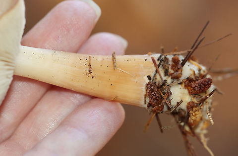 Mushroom - Family Omphalotaceae, Rhodocollybia sp.? Habitat: Growing under pine in a field
https://www.jungledragon.com/image/123612/mushroom_-_family_omphalotaceae_rhodocollybia_sp.html
https://www.jungledragon.com/image/123614/mushroom_-_family_omphalotaceae_rhodocollybia_sp.html
https://www.jungledragon.com/image/123613/mushroom_-_family_omphalotaceae_rhodocollybia_sp.html Fall,Geotagged,United States,fungus,mushroom