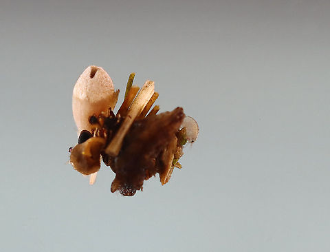 Amphipod (Hyalella sp.) on Caddisfly (Trichoptera) Case This tiny amphipod was hiding out on a caddisfly's case. The head (and leg tips) of the caddisfly can be seen on the left of the case. Near the bottom are what appears to be eggs, but I'm not sure.

Habitat: Collected from a pond 
https://www.jungledragon.com/image/123703/amphipod_-_hyalella_sp.html Fall,Geotagged,Hyalella,Trichoptera,United States,amphipod,caddisfly case