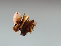 Amphipod (Hyalella sp.) on Caddisfly (Trichoptera) Case This tiny amphipod was hiding out on a caddisfly's case. The head (and leg tips) of the caddisfly can be seen on the left of the case. Near the bottom are what appears to be eggs, but I'm not sure.<br />
<br />
Habitat: Collected from a pond <br />
https://www.jungledragon.com/image/123703/amphipod_-_hyalella_sp.html Fall,Geotagged,Hyalella,Trichoptera,United States,amphipod,caddisfly case