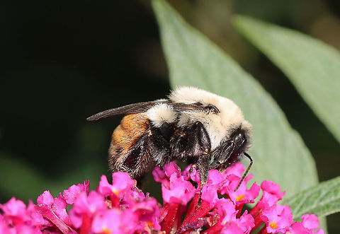 Aberrant Color Morph of Male Common Eastern Bumble Bee (Bombus Impatiens) Bombus impatiens has a rare mutant in which the normally black abdominal hairs are replaced with reddish hairs.

Habitat: Garden Aberrant Color Morph,Bombus,Bombus impatiens,Common eastern bumble bee,Fall,Geotagged,United States,bee,bumble bee,bumblebee,bumblebee color morph,male bombus impatiens,mutant bumble bee,mutation