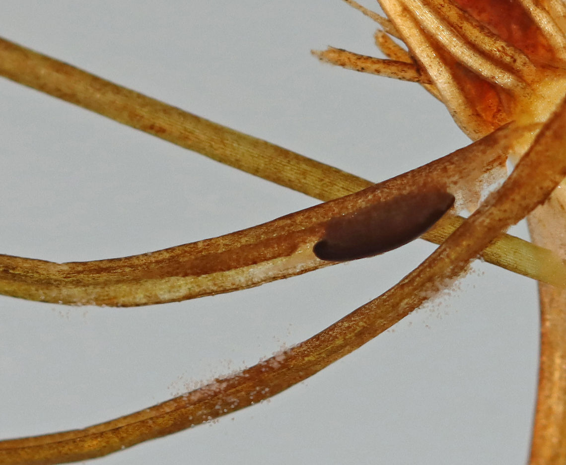Unidentified Aquatic Creature -- Egg or Pupa I found this dark object adhered to some of the vegetation that I collected from the edge of a pond. It could be a large egg, but I think it's probably a pupa. I didn't keep it long enough to see what would emerge from it. Also note -- the small, whitish eggs in clumps along the stems. Not sure who laid those...<br />
<br />
Habitat: Pond Fall,Geotagged,United States,egg,pupa