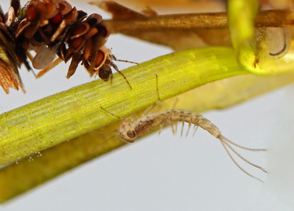 Aquatic Invertebrates - Mayfly, Caddisfly, Amphipod Upper left: caddisfly with an amphipod (Hyalella sp.) on its case <br />
Middle: Mayfly nymph (Family Baetidae)<br />
Middle left: Unidentified Eggs<br />
Upper right: Amphipod (Hyalella sp.)<br />
<br />
Habitat: Pond  Baetidae,Fall,Geotagged,Hyalella,Trichoptera,United States,amphipod,caddisfly,caddisfly case,mayfly,mayfly nymph