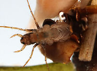 Caddisfly Larva - Trichoptera This is the ventral side of the larva, which shows the gills on the caddisfly's abdomen (they look like string). <br />
<br />
Habitat: Collected from a pond<br />
https://www.jungledragon.com/image/123700/caddisfly_larva_-_trichoptera.html<br />
https://www.jungledragon.com/image/123702/caddisfly_larva_-_trichoptera.html<br />
https://www.jungledragon.com/image/123701/caddisfly_larva_-_trichoptera.html Fall,Geotagged,Trichoptera,United States,caddisfly case,caddisfly larva,case,larva