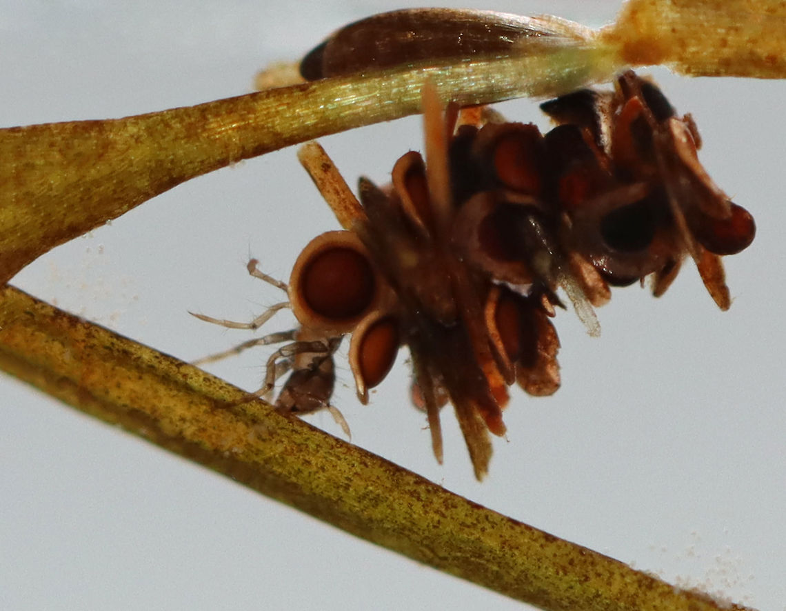 Caddisfly Larva - Trichoptera Habitat: Collected from a pond<br />
<figure class="photo"><a href="https://www.jungledragon.com/image/123700/caddisfly_larva_-_trichoptera.html" title="Caddisfly Larva - Trichoptera"><img src="https://s3.amazonaws.com/media.jungledragon.com/images/3232/123700_thumb.jpg?AWSAccessKeyId=05GMT0V3GWVNE7GGM1R2&Expires=1759968010&Signature=GJL48RA66WNfqrl4r9nT6eZo7lQ%3D" width="200" height="148" alt="Caddisfly Larva - Trichoptera This is the ventral side of the larva, which shows the gills on the caddisfly&#039;s abdomen (they look like string).  <br />
<br />
Habitat: Collected from a pond<br />
https://www.jungledragon.com/image/123700/caddisfly_larva_-_trichoptera.html<br />
https://www.jungledragon.com/image/123702/caddisfly_larva_-_trichoptera.html<br />
https://www.jungledragon.com/image/123701/caddisfly_larva_-_trichoptera.html Fall,Geotagged,Trichoptera,United States,caddisfly case,caddisfly larva,case,larva" /></a></figure><br />
<figure class="photo"><a href="https://www.jungledragon.com/image/123702/caddisfly_larva_-_trichoptera.html" title="Caddisfly Larva - Trichoptera"><img src="https://s3.amazonaws.com/media.jungledragon.com/images/3232/123702_thumb.jpg?AWSAccessKeyId=05GMT0V3GWVNE7GGM1R2&Expires=1759968010&Signature=n9GZ95ZN8NDDAcBfcG1CvOPAN90%3D" width="200" height="134" alt="Caddisfly Larva - Trichoptera Habitat: Collected from a pond<br />
https://www.jungledragon.com/image/123700/caddisfly_larva_-_trichoptera.html<br />
https://www.jungledragon.com/image/123702/caddisfly_larva_-_trichoptera.html<br />
https://www.jungledragon.com/image/123701/caddisfly_larva_-_trichoptera.html Fall,Geotagged,Trichoptera,United States,caddisfly,larva" /></a></figure><br />
<figure class="photo"><a href="https://www.jungledragon.com/image/123701/caddisfly_larva_-_trichoptera.html" title="Caddisfly Larva - Trichoptera"><img src="https://s3.amazonaws.com/media.jungledragon.com/images/3232/123701_thumb.jpg?AWSAccessKeyId=05GMT0V3GWVNE7GGM1R2&Expires=1759968010&Signature=Hd2NgZiA4b5lNxEEudDZMoFQ1Ws%3D" width="200" height="156" alt="Caddisfly Larva - Trichoptera Habitat: Collected from a pond<br />
https://www.jungledragon.com/image/123700/caddisfly_larva_-_trichoptera.html<br />
https://www.jungledragon.com/image/123702/caddisfly_larva_-_trichoptera.html<br />
https://www.jungledragon.com/image/123701/caddisfly_larva_-_trichoptera.html Fall,Geotagged,United States" /></a></figure> Fall,Geotagged,United States