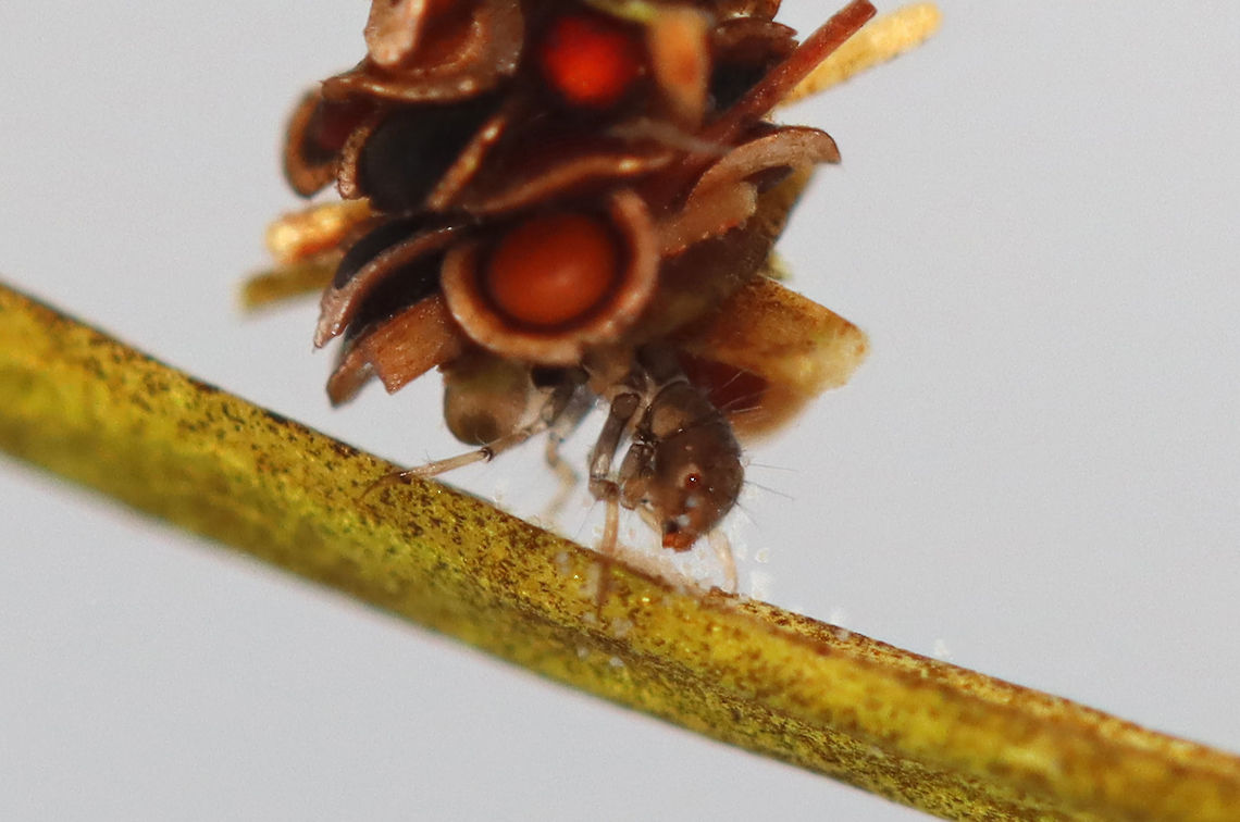 Caddisfly Larva - Trichoptera Habitat: Collected from a pond<br />
<figure class="photo"><a href="https://www.jungledragon.com/image/123700/caddisfly_larva_-_trichoptera.html" title="Caddisfly Larva - Trichoptera"><img src="https://s3.amazonaws.com/media.jungledragon.com/images/3232/123700_thumb.jpg?AWSAccessKeyId=05GMT0V3GWVNE7GGM1R2&Expires=1759968010&Signature=GJL48RA66WNfqrl4r9nT6eZo7lQ%3D" width="200" height="148" alt="Caddisfly Larva - Trichoptera This is the ventral side of the larva, which shows the gills on the caddisfly&#039;s abdomen (they look like string).  <br />
<br />
Habitat: Collected from a pond<br />
https://www.jungledragon.com/image/123700/caddisfly_larva_-_trichoptera.html<br />
https://www.jungledragon.com/image/123702/caddisfly_larva_-_trichoptera.html<br />
https://www.jungledragon.com/image/123701/caddisfly_larva_-_trichoptera.html Fall,Geotagged,Trichoptera,United States,caddisfly case,caddisfly larva,case,larva" /></a></figure><br />
<figure class="photo"><a href="https://www.jungledragon.com/image/123702/caddisfly_larva_-_trichoptera.html" title="Caddisfly Larva - Trichoptera"><img src="https://s3.amazonaws.com/media.jungledragon.com/images/3232/123702_thumb.jpg?AWSAccessKeyId=05GMT0V3GWVNE7GGM1R2&Expires=1759968010&Signature=n9GZ95ZN8NDDAcBfcG1CvOPAN90%3D" width="200" height="134" alt="Caddisfly Larva - Trichoptera Habitat: Collected from a pond<br />
https://www.jungledragon.com/image/123700/caddisfly_larva_-_trichoptera.html<br />
https://www.jungledragon.com/image/123702/caddisfly_larva_-_trichoptera.html<br />
https://www.jungledragon.com/image/123701/caddisfly_larva_-_trichoptera.html Fall,Geotagged,Trichoptera,United States,caddisfly,larva" /></a></figure><br />
<figure class="photo"><a href="https://www.jungledragon.com/image/123701/caddisfly_larva_-_trichoptera.html" title="Caddisfly Larva - Trichoptera"><img src="https://s3.amazonaws.com/media.jungledragon.com/images/3232/123701_thumb.jpg?AWSAccessKeyId=05GMT0V3GWVNE7GGM1R2&Expires=1759968010&Signature=Hd2NgZiA4b5lNxEEudDZMoFQ1Ws%3D" width="200" height="156" alt="Caddisfly Larva - Trichoptera Habitat: Collected from a pond<br />
https://www.jungledragon.com/image/123700/caddisfly_larva_-_trichoptera.html<br />
https://www.jungledragon.com/image/123702/caddisfly_larva_-_trichoptera.html<br />
https://www.jungledragon.com/image/123701/caddisfly_larva_-_trichoptera.html Fall,Geotagged,United States" /></a></figure> Fall,Geotagged,Trichoptera,United States,caddisfly,larva