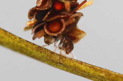 Caddisfly Larva - Trichoptera Habitat: Collected from a pond
https://www.jungledragon.com/image/123700/caddisfly_larva_-_trichoptera.html
https://www.jungledragon.com/image/123702/caddisfly_larva_-_trichoptera.html
https://www.jungledragon.com/image/123701/caddisfly_larva_-_trichoptera.html Fall,Geotagged,Trichoptera,United States,caddisfly,larva