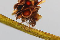 Caddisfly Larva - Trichoptera Habitat: Collected from a pond<br />
https://www.jungledragon.com/image/123700/caddisfly_larva_-_trichoptera.html<br />
https://www.jungledragon.com/image/123702/caddisfly_larva_-_trichoptera.html<br />
https://www.jungledragon.com/image/123701/caddisfly_larva_-_trichoptera.html Fall,Geotagged,Trichoptera,United States,caddisfly,larva