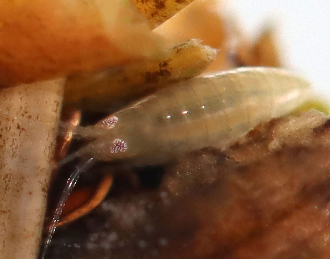 Amphipod - Hyalella sp. Just including this photo because of its amazing eyes!<br />
<br />
Habitat: Hiding in a caddisfly case; collected from a pond<br />
<figure class="photo"><a href="https://www.jungledragon.com/image/123615/amphipod_hyalella_sp._on_caddisfly_trichoptera_case.html" title="Amphipod (Hyalella sp.) on Caddisfly (Trichoptera) Case"><img src="https://s3.amazonaws.com/media.jungledragon.com/images/3232/123615_thumb.jpg?AWSAccessKeyId=05GMT0V3GWVNE7GGM1R2&Expires=1769040010&Signature=o%2Fgflt%2BDfqrjGYV3viBT%2BSjedqk%3D" width="200" height="154" alt="Amphipod (Hyalella sp.) on Caddisfly (Trichoptera) Case This tiny amphipod was hiding out on a caddisfly's case. The head (and leg tips) of the caddisfly can be seen on the left of the case. Near the bottom are what appears to be eggs, but I'm not sure.<br />
<br />
Habitat: Collected from a pond <br />
https://www.jungledragon.com/image/123703/amphipod_-_hyalella_sp.html Fall,Geotagged,Hyalella,Trichoptera,United States,amphipod,caddisfly case" /></a></figure> Fall,Geotagged,Hyalella,United States,amphipod