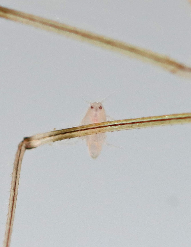 Amphipod - Hyalella sp. Looking a bit angry?! It was perched on the leg of a damselfly (Odonata &gt;Zygoptera)<br />
<br />
Habitat: Collected from a pond<br />
<figure class="photo"><a href="https://www.jungledragon.com/image/123705/amphipod_-_hyalella_sp.html" title="Amphipod - Hyalella sp."><img src="https://s3.amazonaws.com/media.jungledragon.com/images/3232/123705_thumb.jpg?AWSAccessKeyId=05GMT0V3GWVNE7GGM1R2&Expires=1759968010&Signature=cthXDmaVhJfKHEIBS6UCryprx6c%3D" width="200" height="126" alt="Amphipod - Hyalella sp. The damselfly nymph is not the subject of this photo! Zoom in and you&#039;ll see an angry-looking amphipod posing on the damsel&#039;s leg. ;P<br />
<br />
Habitat: Collected from a pond<br />
https://www.jungledragon.com/image/123704/amphipod_-_hyalella_sp.html Fall,Geotagged,Hyalella,United States,amphipod" /></a></figure> Fall,Geotagged,Hyalella,United States,amphipod