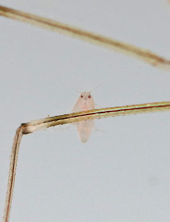 Amphipod - Hyalella sp. Looking a bit angry?! It was perched on the leg of a damselfly (Odonata >Zygoptera)

Habitat: Collected from a pond
https://www.jungledragon.com/image/123705/amphipod_-_hyalella_sp.html Fall,Geotagged,Hyalella,United States,amphipod