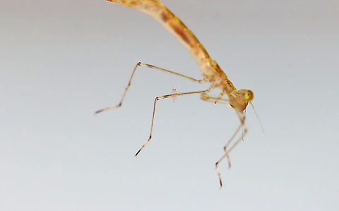 Amphipod - Hyalella sp. The damselfly nymph is not the subject of this photo! Zoom in and you'll see an angry-looking amphipod posing on the damsel's leg. ;P

Habitat: Collected from a pond
https://www.jungledragon.com/image/123704/amphipod_-_hyalella_sp.html Fall,Geotagged,Hyalella,United States,amphipod