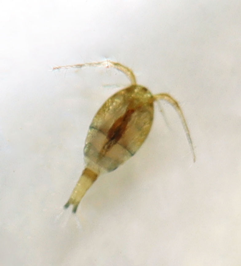 Copepod - Family Cyclopidae, Macrocyclops sp. TL: ~1-1.5 mm <br />
<br />
Habitat: Found in pond water and photographed with a dissecting microscope. Cyclopidae,Fall,Geotagged,United States,copepod,macrocyc