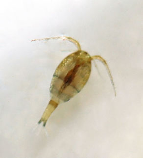 Copepod - Family Cyclopidae, Macrocyclops sp. TL: ~1-1.5 mm 

Habitat: Found in pond water and photographed with a dissecting microscope. Cyclopidae,Fall,Geotagged,United States,copepod,macrocyc