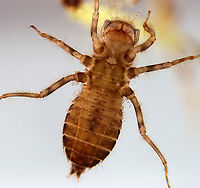 Dragonfly Nymph (Ventral) - Order Odonata, Suborder Anisoptera, Family Corduliidae Habitat: Collected from a woodland pond<br />
https://www.jungledragon.com/image/123712/dragonfly_nymph_dorsal_-_order_odonata_suborder_anisoptera.html Corduliidae,Fall,Geotagged,United States