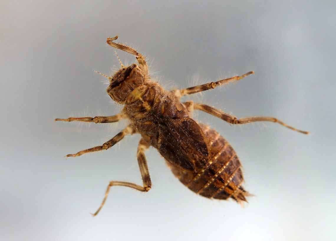 Dragonfly Nymph (Dorsal) - Order Odonata, Suborder Anisoptera Possibly Family Libellulidae<br />
<br />
Habitat: Collected from a woodland pond<br />
<figure class="photo"><a href="https://www.jungledragon.com/image/123711/dragonfly_nymph_ventral_-_order_odonata_suborder_anisoptera_family_corduliidae.html" title="Dragonfly Nymph (Ventral) - Order Odonata, Suborder Anisoptera, Family Corduliidae"><img src="https://s3.amazonaws.com/media.jungledragon.com/images/3232/123711_thumb.jpg?AWSAccessKeyId=05GMT0V3GWVNE7GGM1R2&Expires=1769040010&Signature=qhJUl2M0NcNYDot1xfzcjyGg39w%3D" width="200" height="188" alt="Dragonfly Nymph (Ventral) - Order Odonata, Suborder Anisoptera, Family Corduliidae Habitat: Collected from a woodland pond<br />
https://www.jungledragon.com/image/123712/dragonfly_nymph_dorsal_-_order_odonata_suborder_anisoptera.html Corduliidae,Fall,Geotagged,United States" /></a></figure> Anisoptera,Fall,Geotagged,Libellulidae,Odonata,United States,dragonfly,dragonfly nymph,nymph