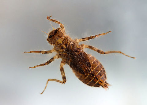 Dragonfly Nymph (Dorsal) - Order Odonata, Suborder Anisoptera Possibly Family Libellulidae

Habitat: Collected from a woodland pond
https://www.jungledragon.com/image/123711/dragonfly_nymph_ventral_-_order_odonata_suborder_anisoptera.html Anisoptera,Fall,Geotagged,Libellulidae,Odonata,United States,dragonfly,dragonfly nymph,nymph