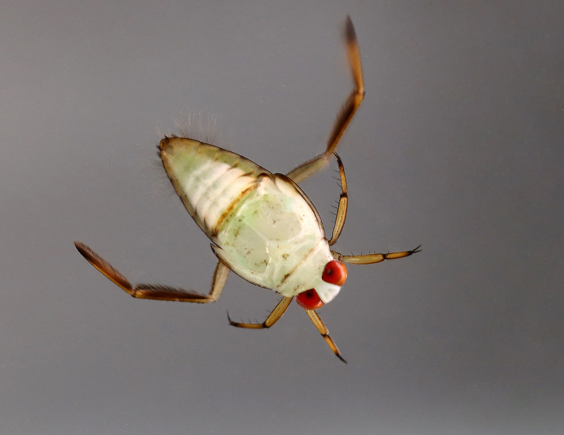 Backswimmer - Family Notonectidae These bugs swim upside-down, hence their common name. They can dive underwater by trapping air in their abdominal pockets. Thanks to this feature, they can remain submerged for up to 6 hours!<br />
<br />
Habitat: Woodland pond Fall,Geotagged,Notonectidae,United States,backswimmer