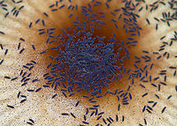 Snow Fleas (Springtails) - Hypogastrura nivicola Springtails get their name from a special appendage on their abdomens. This appendage, called the furcula, enables springtails to jump through the air nearly 100 times the length of their own bodies. <br />
<br />
Habitat: I saw thousands covering mushrooms and a rotting stump; deciduous forest<br />
<br />
https://vimeo.com/640938204<br />
https://www.jungledragon.com/image/123736/snow_fleas_springtails_-_hypogastrura_nivicola.html<br />
https://www.jungledragon.com/image/123740/snow_fleas_springtails_-_hypogastrura_nivicola.html<br />
https://www.jungledragon.com/image/123739/snow_fleas_springtails_-_hypogastrura_nivicola.html<br />
https://www.jungledragon.com/image/123738/snow_fleas_springtails_-_hypogastrura_nivicola.html<br />
https://www.jungledragon.com/image/123737/snow_fleas_springtails_-_hypogastrura_nivicola.html Collembola,Fall,Geotagged,Hypogastrura,Hypogastrura nivicola,Snow flea,United States,blue springtail,springtails