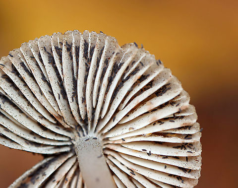 Snow Fleas (Springtails) - Hypogastrura nivicola Springtails get their name from a special appendage on their abdomens. This appendage, called the furcula, enables springtails to jump through the air nearly 100 times the length of their own bodies. 

Habitat: I saw thousands covering mushrooms and a rotting stump; deciduous forest

https://vimeo.com/640938204
https://www.jungledragon.com/image/123736/snow_fleas_springtails_-_hypogastrura_nivicola.html
https://www.jungledragon.com/image/123740/snow_fleas_springtails_-_hypogastrura_nivicola.html
https://www.jungledragon.com/image/123739/snow_fleas_springtails_-_hypogastrura_nivicola.html
https://www.jungledragon.com/image/123738/snow_fleas_springtails_-_hypogastrura_nivicola.html
https://www.jungledragon.com/image/123737/snow_fleas_springtails_-_hypogastrura_nivicola.html Fall,Geotagged,Hypogastrura nivicola,Snow flea,United States