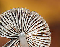 Snow Fleas (Springtails) - Hypogastrura nivicola Springtails get their name from a special appendage on their abdomens. This appendage, called the furcula, enables springtails to jump through the air nearly 100 times the length of their own bodies. <br />
<br />
Habitat: I saw thousands covering mushrooms and a rotting stump; deciduous forest<br />
<br />
https://vimeo.com/640938204<br />
https://www.jungledragon.com/image/123736/snow_fleas_springtails_-_hypogastrura_nivicola.html<br />
https://www.jungledragon.com/image/123740/snow_fleas_springtails_-_hypogastrura_nivicola.html<br />
https://www.jungledragon.com/image/123739/snow_fleas_springtails_-_hypogastrura_nivicola.html<br />
https://www.jungledragon.com/image/123738/snow_fleas_springtails_-_hypogastrura_nivicola.html<br />
https://www.jungledragon.com/image/123737/snow_fleas_springtails_-_hypogastrura_nivicola.html Fall,Geotagged,Hypogastrura nivicola,Snow flea,United States