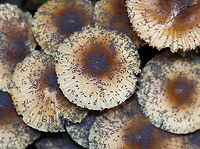 Snow Fleas (Springtails) - Hypogastrura nivicola Springtails get their name from a special appendage on their abdomens. This appendage, called the furcula, enables springtails to jump through the air nearly 100 times the length of their own bodies. <br />
<br />
Habitat: I saw thousands covering mushrooms and a rotting stump; deciduous forest<br />
<br />
https://vimeo.com/640938204<br />
https://www.jungledragon.com/image/123736/snow_fleas_springtails_-_hypogastrura_nivicola.html<br />
https://www.jungledragon.com/image/123740/snow_fleas_springtails_-_hypogastrura_nivicola.html<br />
https://www.jungledragon.com/image/123739/snow_fleas_springtails_-_hypogastrura_nivicola.html<br />
https://www.jungledragon.com/image/123738/snow_fleas_springtails_-_hypogastrura_nivicola.html<br />
https://www.jungledragon.com/image/123737/snow_fleas_springtails_-_hypogastrura_nivicola.html Fall,Geotagged,Hypogastrura nivicola,Snow flea,United States