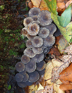Snow Fleas (Springtails) - Hypogastrura nivicola Springtails get their name from a special appendage on their abdomens. This appendage, called the furcula, enables springtails to jump through the air nearly 100 times the length of their own bodies. 

Habitat: I saw thousands covering mushrooms and a rotting stump; deciduous forest

https://vimeo.com/640938204
https://www.jungledragon.com/image/123736/snow_fleas_springtails_-_hypogastrura_nivicola.html
https://www.jungledragon.com/image/123740/snow_fleas_springtails_-_hypogastrura_nivicola.html
https://www.jungledragon.com/image/123739/snow_fleas_springtails_-_hypogastrura_nivicola.html
https://www.jungledragon.com/image/123738/snow_fleas_springtails_-_hypogastrura_nivicola.html
https://www.jungledragon.com/image/123737/snow_fleas_springtails_-_hypogastrura_nivicola.html Fall,Geotagged,Hypogastrura nivicola,Snow flea,United States
