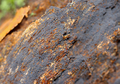 Snow Fleas (Springtails) - Hypogastrura nivicola Springtails get their name from a special appendage on their abdomens. This appendage, called the furcula, enables springtails to jump through the air nearly 100 times the length of their own bodies. 

Habitat: I saw thousands covering mushrooms and a rotting stump; deciduous forest

https://vimeo.com/640938204
https://www.jungledragon.com/image/123736/snow_fleas_springtails_-_hypogastrura_nivicola.html
https://www.jungledragon.com/image/123740/snow_fleas_springtails_-_hypogastrura_nivicola.html
https://www.jungledragon.com/image/123739/snow_fleas_springtails_-_hypogastrura_nivicola.html
https://www.jungledragon.com/image/123738/snow_fleas_springtails_-_hypogastrura_nivicola.html
https://www.jungledragon.com/image/123737/snow_fleas_springtails_-_hypogastrura_nivicola.html Fall,Geotagged,Hypogastrura nivicola,Snow flea,United States