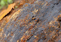 Snow Fleas (Springtails) - Hypogastrura nivicola Springtails get their name from a special appendage on their abdomens. This appendage, called the furcula, enables springtails to jump through the air nearly 100 times the length of their own bodies. <br />
<br />
Habitat: I saw thousands covering mushrooms and a rotting stump; deciduous forest<br />
<br />
https://vimeo.com/640938204<br />
https://www.jungledragon.com/image/123736/snow_fleas_springtails_-_hypogastrura_nivicola.html<br />
https://www.jungledragon.com/image/123740/snow_fleas_springtails_-_hypogastrura_nivicola.html<br />
https://www.jungledragon.com/image/123739/snow_fleas_springtails_-_hypogastrura_nivicola.html<br />
https://www.jungledragon.com/image/123738/snow_fleas_springtails_-_hypogastrura_nivicola.html<br />
https://www.jungledragon.com/image/123737/snow_fleas_springtails_-_hypogastrura_nivicola.html Fall,Geotagged,Hypogastrura nivicola,Snow flea,United States