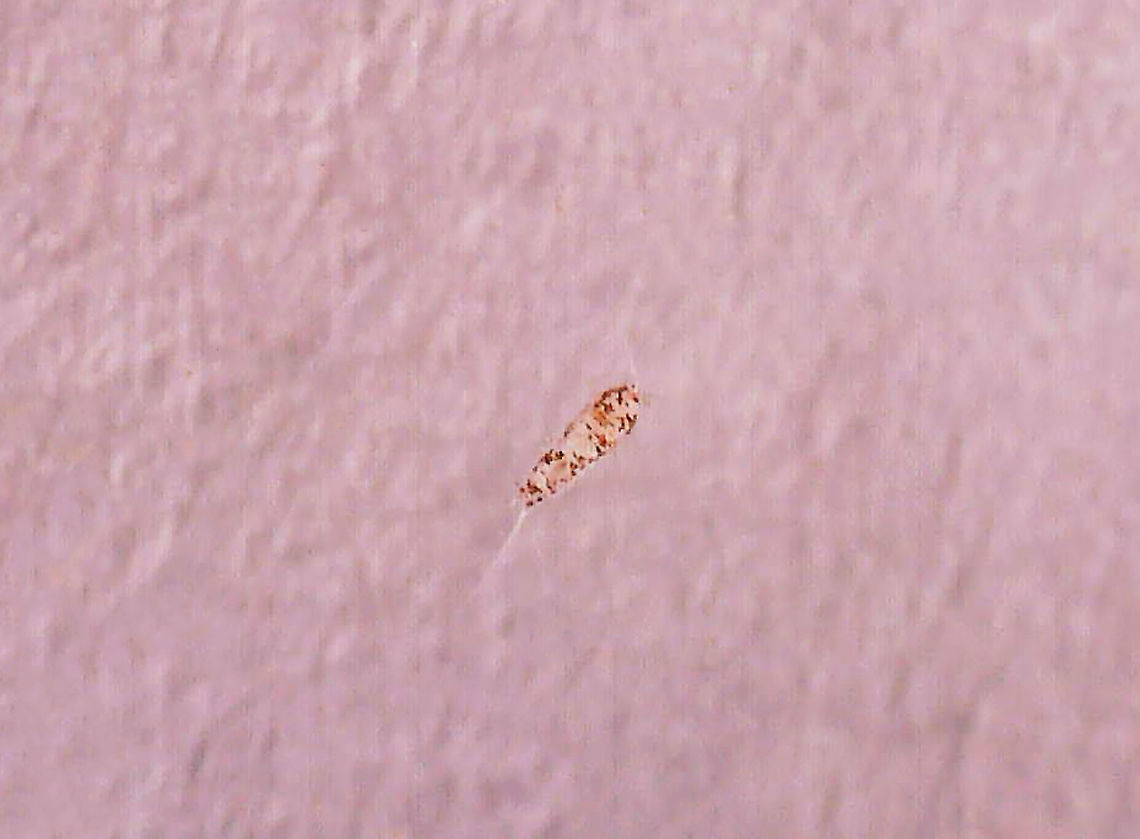 Tiny Creature from Pond Water This tiny creature was 1.8 mm long. It had some filaments on either end. I have no idea what it is.<br />
<br />
<section class="video"><iframe width="448" height="252" src="https://player.vimeo.com/video/641228357?title=0&byline=0&portrait=0" frameborder="0"></iframe></section><br />
<br />
Habitat: Small, murky woodland pond Geotagged,United States,aquatic invertebrate