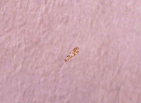 Tiny Creature from Pond Water This tiny creature was 1.8 mm long. It had some filaments on either end. I have no idea what it is.

https://vimeo.com/641228357

Habitat: Small, murky woodland pond Geotagged,United States,aquatic invertebrate