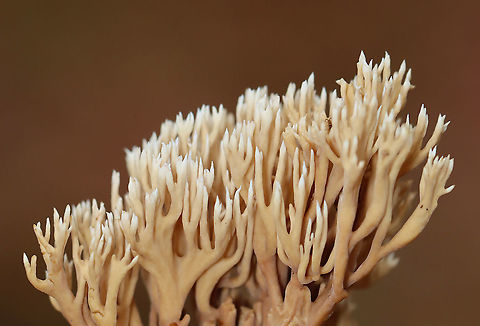 Coral Fungus - Ramaria sp., Ramaria stricta? Habitat: Growing on the ground; deciduous forest
https://www.jungledragon.com/image/123779/coral_fungus_-_ramaria_sp.html
https://www.jungledragon.com/image/123781/coral_fungus_-_ramaria_sp.html
https://www.jungledragon.com/image/123780/coral_fungus_-_ramaria_sp.html Fall,Geotagged,United States