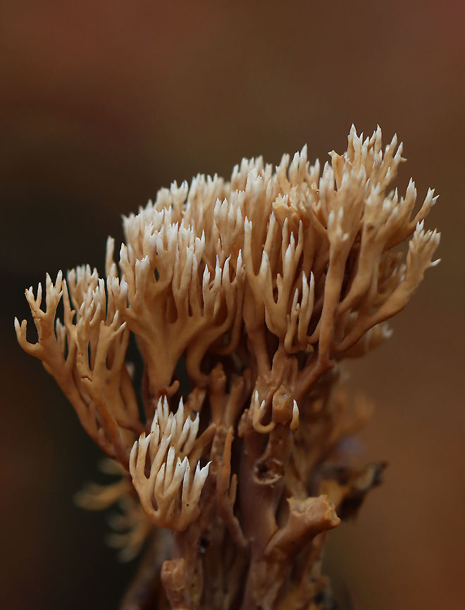 Coral Fungus - Ramaria sp., Ramaria stricta? Habitat: Growing on the ground; deciduous forest<br />
<figure class="photo"><a href="https://www.jungledragon.com/image/123779/coral_fungus_-_ramaria_sp._ramaria_stricta.html" title="Coral Fungus - Ramaria sp., Ramaria stricta?"><img src="https://s3.amazonaws.com/media.jungledragon.com/images/3232/123779_thumb.jpg?AWSAccessKeyId=05GMT0V3GWVNE7GGM1R2&Expires=1759968010&Signature=mwzHWJoPkmWyxuoqEKaDa3MXIao%3D" width="200" height="138" alt="Coral Fungus - Ramaria sp., Ramaria stricta? Habitat: Growing on the ground; deciduous forest<br />
https://www.jungledragon.com/image/123779/coral_fungus_-_ramaria_sp.html<br />
https://www.jungledragon.com/image/123781/coral_fungus_-_ramaria_sp.html<br />
https://www.jungledragon.com/image/123780/coral_fungus_-_ramaria_sp.html Fall,Geotagged,United States" /></a></figure><br />
<figure class="photo"><a href="https://www.jungledragon.com/image/123781/coral_fungus_-_ramaria_sp._ramaria_stricta.html" title="Coral Fungus - Ramaria sp., Ramaria stricta?"><img src="https://s3.amazonaws.com/media.jungledragon.com/images/3232/123781_thumb.jpg?AWSAccessKeyId=05GMT0V3GWVNE7GGM1R2&Expires=1759968010&Signature=sjt0NPjTuwaa0DlZcIVaO8k60Vw%3D" width="200" height="158" alt="Coral Fungus - Ramaria sp., Ramaria stricta? Habitat: Growing on the ground; deciduous forest<br />
https://www.jungledragon.com/image/123779/coral_fungus_-_ramaria_sp.html<br />
https://www.jungledragon.com/image/123781/coral_fungus_-_ramaria_sp.html<br />
https://www.jungledragon.com/image/123780/coral_fungus_-_ramaria_sp.html Fall,Geotagged,Ramaria,United States,coral fungus,fungus" /></a></figure><br />
<figure class="photo"><a href="https://www.jungledragon.com/image/123780/coral_fungus_-_ramaria_sp._ramaria_stricta.html" title="Coral Fungus - Ramaria sp., Ramaria stricta?"><img src="https://s3.amazonaws.com/media.jungledragon.com/images/3232/123780_thumb.jpg?AWSAccessKeyId=05GMT0V3GWVNE7GGM1R2&Expires=1759968010&Signature=x1EeIOkRu6qnkR9j59adZzeKA5o%3D" width="116" height="152" alt="Coral Fungus - Ramaria sp., Ramaria stricta? Habitat: Growing on the ground; deciduous forest<br />
https://www.jungledragon.com/image/123779/coral_fungus_-_ramaria_sp.html<br />
https://www.jungledragon.com/image/123781/coral_fungus_-_ramaria_sp.html<br />
https://www.jungledragon.com/image/123780/coral_fungus_-_ramaria_sp.html Fall,Geotagged,United States" /></a></figure> Fall,Geotagged,United States