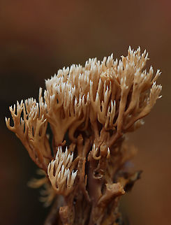 Coral Fungus - Ramaria sp., Ramaria stricta? Habitat: Growing on the ground; deciduous forest
https://www.jungledragon.com/image/123779/coral_fungus_-_ramaria_sp.html
https://www.jungledragon.com/image/123781/coral_fungus_-_ramaria_sp.html
https://www.jungledragon.com/image/123780/coral_fungus_-_ramaria_sp.html Fall,Geotagged,United States