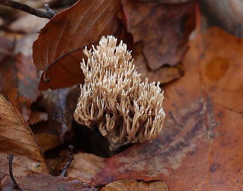 Coral Fungus - Ramaria sp., Ramaria stricta? Habitat: Growing on the ground; deciduous forest
https://www.jungledragon.com/image/123779/coral_fungus_-_ramaria_sp.html
https://www.jungledragon.com/image/123781/coral_fungus_-_ramaria_sp.html
https://www.jungledragon.com/image/123780/coral_fungus_-_ramaria_sp.html Fall,Geotagged,Ramaria,United States,coral fungus,fungus