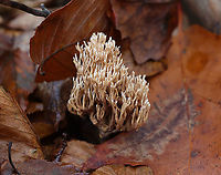 Coral Fungus - Ramaria sp., Ramaria stricta? Habitat: Growing on the ground; deciduous forest<br />
https://www.jungledragon.com/image/123779/coral_fungus_-_ramaria_sp.html<br />
https://www.jungledragon.com/image/123781/coral_fungus_-_ramaria_sp.html<br />
https://www.jungledragon.com/image/123780/coral_fungus_-_ramaria_sp.html Fall,Geotagged,Ramaria,United States,coral fungus,fungus
