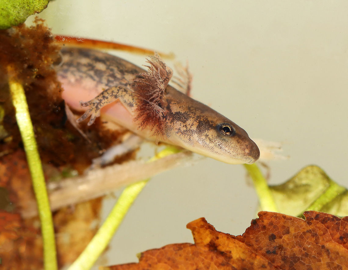 Northern Two-lined Salamander - Eurycea bislineata It was very shy and fast, making it difficult to photograph. I&#039;ll try again though before releasing it back into the pond.<br />
<br />
Habitat: Collected from a small, murky pond; deciduous forest<br />
<figure class="photo"><a href="https://www.jungledragon.com/image/123783/northern_two-lined_salamander_-_eurycea_bislineata.html" title="Northern Two-lined Salamander - Eurycea bislineata"><img src="https://s3.amazonaws.com/media.jungledragon.com/images/3232/123783_thumb.jpg?AWSAccessKeyId=05GMT0V3GWVNE7GGM1R2&Expires=1767225610&Signature=PFqI8PQehBVliXVzdI8sPjkyfgk%3D" width="200" height="156" alt="Northern Two-lined Salamander - Eurycea bislineata It was very shy and fast, making it difficult to photograph. I&#039;ll try again though before releasing it back into the pond.<br />
<br />
Habitat: Collected from a small, murky pond; deciduous forest<br />
https://www.jungledragon.com/image/123783/salamander_-_family_salamandridae.html<br />
https://www.jungledragon.com/image/123785/salamander_-_family_salamandridae.html<br />
https://www.jungledragon.com/image/123784/salamander_-_family_salamandridae.html<br />
 Eurycea bislineata,Fall,Geotagged,Northern two-lined salamander,Salamandridae,United States,salamander" /></a></figure><br />
<figure class="photo"><a href="https://www.jungledragon.com/image/123785/northern_two-lined_salamander_-_eurycea_bislineata.html" title="Northern Two-lined Salamander - Eurycea bislineata"><img src="https://s3.amazonaws.com/media.jungledragon.com/images/3232/123785_thumb.jpg?AWSAccessKeyId=05GMT0V3GWVNE7GGM1R2&Expires=1767225610&Signature=rZ6RYT8V6bs0OwGgJNSB66aN3fM%3D" width="200" height="162" alt="Northern Two-lined Salamander - Eurycea bislineata It was very shy and fast, making it difficult to photograph. I&#039;ll try again though before releasing it back into the pond.<br />
<br />
Habitat: Collected from a small, murky pond; deciduous forest<br />
https://www.jungledragon.com/image/123783/salamander_-_family_salamandridae.html<br />
https://www.jungledragon.com/image/123785/salamander_-_family_salamandridae.html<br />
https://www.jungledragon.com/image/123784/salamander_-_family_salamandridae.html<br />
 Eurycea bislineata,Fall,Geotagged,Northern two-lined salamander,United States" /></a></figure><br />
<figure class="photo"><a href="https://www.jungledragon.com/image/123784/northern_two-lined_salamander_-_eurycea_bislineata.html" title="Northern Two-lined Salamander - Eurycea bislineata"><img src="https://s3.amazonaws.com/media.jungledragon.com/images/3232/123784_thumb.jpg?AWSAccessKeyId=05GMT0V3GWVNE7GGM1R2&Expires=1767225610&Signature=VZ9jxpTezLyr3TEghMtzIx%2FQuWA%3D" width="200" height="158" alt="Northern Two-lined Salamander - Eurycea bislineata It was very shy and fast, making it difficult to photograph. I&#039;ll try again though before releasing it back into the pond.<br />
<br />
Habitat: Collected from a small, murky pond; deciduous forest<br />
https://www.jungledragon.com/image/123783/salamander_-_family_salamandridae.html<br />
https://www.jungledragon.com/image/123785/salamander_-_family_salamandridae.html<br />
https://www.jungledragon.com/image/123784/salamander_-_family_salamandridae.html<br />
 Eurycea bislineata,Fall,Geotagged,Northern two-lined salamander,United States" /></a></figure><br />
 Eurycea bislineata,Fall,Geotagged,Northern two-lined salamander,Salamandridae,United States,salamander