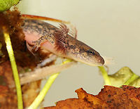 Northern Two-lined Salamander - Eurycea bislineata It was very shy and fast, making it difficult to photograph. I'll try again though before releasing it back into the pond.<br />
<br />
Habitat: Collected from a small, murky pond; deciduous forest<br />
https://www.jungledragon.com/image/123783/salamander_-_family_salamandridae.html<br />
https://www.jungledragon.com/image/123785/salamander_-_family_salamandridae.html<br />
https://www.jungledragon.com/image/123784/salamander_-_family_salamandridae.html<br />
Eurycea bislineata,Fall,Geotagged,Northern two-lined salamander,Salamandridae,United States,salamander