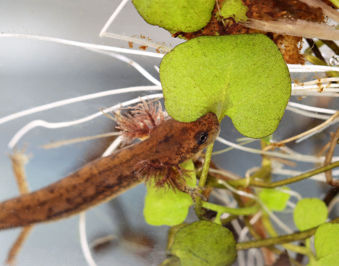 Northern Two-lined Salamander - Eurycea bislineata It was very shy and fast, making it difficult to photograph. I&#039;ll try again though before releasing it back into the pond.<br />
<br />
Habitat: Collected from a small, murky pond; deciduous forest<br />
<figure class="photo"><a href="https://www.jungledragon.com/image/123783/northern_two-lined_salamander_-_eurycea_bislineata.html" title="Northern Two-lined Salamander - Eurycea bislineata"><img src="https://s3.amazonaws.com/media.jungledragon.com/images/3232/123783_thumb.jpg?AWSAccessKeyId=05GMT0V3GWVNE7GGM1R2&Expires=1767225610&Signature=PFqI8PQehBVliXVzdI8sPjkyfgk%3D" width="200" height="156" alt="Northern Two-lined Salamander - Eurycea bislineata It was very shy and fast, making it difficult to photograph. I&#039;ll try again though before releasing it back into the pond.<br />
<br />
Habitat: Collected from a small, murky pond; deciduous forest<br />
https://www.jungledragon.com/image/123783/salamander_-_family_salamandridae.html<br />
https://www.jungledragon.com/image/123785/salamander_-_family_salamandridae.html<br />
https://www.jungledragon.com/image/123784/salamander_-_family_salamandridae.html<br />
 Eurycea bislineata,Fall,Geotagged,Northern two-lined salamander,Salamandridae,United States,salamander" /></a></figure><br />
<figure class="photo"><a href="https://www.jungledragon.com/image/123785/northern_two-lined_salamander_-_eurycea_bislineata.html" title="Northern Two-lined Salamander - Eurycea bislineata"><img src="https://s3.amazonaws.com/media.jungledragon.com/images/3232/123785_thumb.jpg?AWSAccessKeyId=05GMT0V3GWVNE7GGM1R2&Expires=1767225610&Signature=rZ6RYT8V6bs0OwGgJNSB66aN3fM%3D" width="200" height="162" alt="Northern Two-lined Salamander - Eurycea bislineata It was very shy and fast, making it difficult to photograph. I&#039;ll try again though before releasing it back into the pond.<br />
<br />
Habitat: Collected from a small, murky pond; deciduous forest<br />
https://www.jungledragon.com/image/123783/salamander_-_family_salamandridae.html<br />
https://www.jungledragon.com/image/123785/salamander_-_family_salamandridae.html<br />
https://www.jungledragon.com/image/123784/salamander_-_family_salamandridae.html<br />
 Eurycea bislineata,Fall,Geotagged,Northern two-lined salamander,United States" /></a></figure><br />
<figure class="photo"><a href="https://www.jungledragon.com/image/123784/northern_two-lined_salamander_-_eurycea_bislineata.html" title="Northern Two-lined Salamander - Eurycea bislineata"><img src="https://s3.amazonaws.com/media.jungledragon.com/images/3232/123784_thumb.jpg?AWSAccessKeyId=05GMT0V3GWVNE7GGM1R2&Expires=1767225610&Signature=VZ9jxpTezLyr3TEghMtzIx%2FQuWA%3D" width="200" height="158" alt="Northern Two-lined Salamander - Eurycea bislineata It was very shy and fast, making it difficult to photograph. I&#039;ll try again though before releasing it back into the pond.<br />
<br />
Habitat: Collected from a small, murky pond; deciduous forest<br />
https://www.jungledragon.com/image/123783/salamander_-_family_salamandridae.html<br />
https://www.jungledragon.com/image/123785/salamander_-_family_salamandridae.html<br />
https://www.jungledragon.com/image/123784/salamander_-_family_salamandridae.html<br />
 Eurycea bislineata,Fall,Geotagged,Northern two-lined salamander,United States" /></a></figure><br />
 Eurycea bislineata,Fall,Geotagged,Northern two-lined salamander,United States