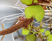 Northern Two-lined Salamander - Eurycea bislineata It was very shy and fast, making it difficult to photograph. I'll try again though before releasing it back into the pond.<br />
<br />
Habitat: Collected from a small, murky pond; deciduous forest<br />
https://www.jungledragon.com/image/123783/salamander_-_family_salamandridae.html<br />
https://www.jungledragon.com/image/123785/salamander_-_family_salamandridae.html<br />
https://www.jungledragon.com/image/123784/salamander_-_family_salamandridae.html<br />
Eurycea bislineata,Fall,Geotagged,Northern two-lined salamander,United States